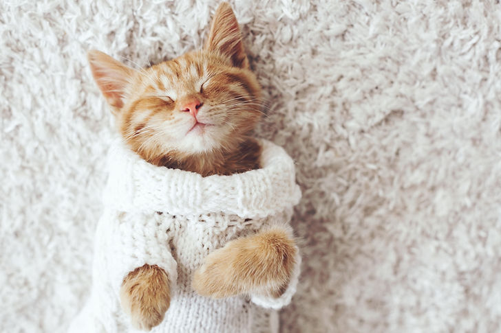 Kedi Olmak Rahat