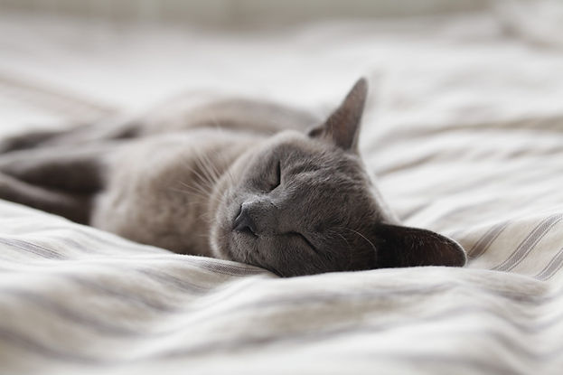 Sleeping Cat